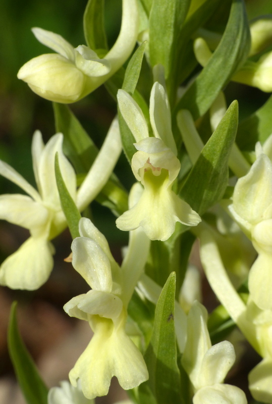 Dactylorhiza romana e prime fioriture tra Lazio e Campania - marzo 2023.